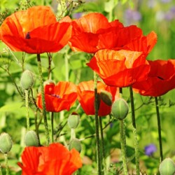 Poppy Garden I
